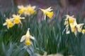 Flowering wild daffodils Narcissus pseudonarcissus pseudonarcis