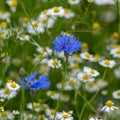 Buebottles and chamomiles flowering in field edge with wildflowers. Bee-friendly and against inscts death wild flowers