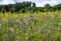 Field edge with wildflowers. Bee-friendly area, against inscts death. Sunflowers, hollyhocks and more plants flowering in summer. Royalty Free Stock Photo