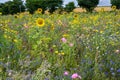 Field edge with wildflowers. Bee-friendly area, against inscts death. Sunflowers, hollyhocks and more plants flowering in summer. Royalty Free Stock Photo