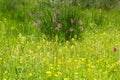 Flowering wild flowers among motley grass growing on alpine meadow