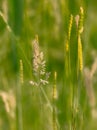 Flowering wild foxtail bristle grass in a meadow