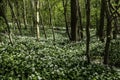 Flowering wild garlic on the calcareous hillside forests of South Limburg