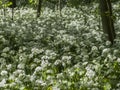 Flowering wild garlic Royalty Free Stock Photo