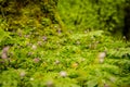 Flowering Wild Geraniums Pop Up In Spring Royalty Free Stock Photo