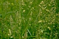 Flowering wild grass background - poaceae Royalty Free Stock Photo