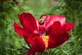 Flowering wild narrow-leaved Peony