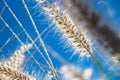 Flowering wild ornamental grass Royalty Free Stock Photo