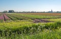 Flowering wild plants and grasses in the foreground of a landscape with blooming tulips Royalty Free Stock Photo