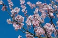 Flowering wild plum tree, Prunus cerasifera, in spring Royalty Free Stock Photo