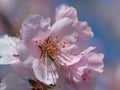 Flowering wild plum tree, Prunus cerasifera, in spring Royalty Free Stock Photo
