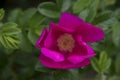 Fuchsia petals from a wild rose