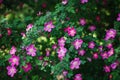 Flowering wild rose shrub