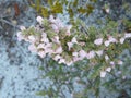 Flowering Wild Rosemary Florida Native Plant