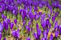 Flowering of wild saffron, crocus wild in early spring, germination of the first greenery from under snow, Ukraine, Carpathians