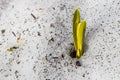 Flowering of wild saffron, crocus wild in early spring, germination of the first greenery from under snow, Ukraine, Carpathians