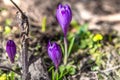 Flowering of wild saffron, crocus wild in early spring, germination of the first greenery from under snow, Ukraine, Carpathians