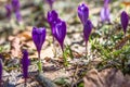 Flowering of wild saffron, crocus wild in early spring, germination of the first greenery from under snow, Ukraine Carpathians