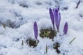 Flowering of wild saffron, crocus wild in early spring, germination of the first greenery from under snow, Ukraine Carpathians