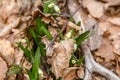 Flowering of wild saffron, crocus wild in early spring, germination of the first greenery from under snow, Ukraine, Carpathians