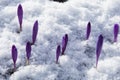 Flowering of wild saffron, crocus wild in early spring, germination of the first greenery from under snow, Ukraine, Carpathians