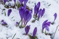 Flowering of wild saffron, crocus wild in early spring, germination of the first greenery from under snow, Ukraine, Carpathians