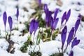 Flowering of wild saffron, crocus wild in early spring, germination of the first greenery from under snow, Ukraine Carpathians