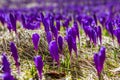 Flowering of wild saffron, crocus wild in early spring, germination of the first greenery from under snow, Ukraine, Carpathians