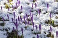 Flowering of wild saffron, crocus wild in early spring, germination of the first greenery from under snow, Ukraine Carpathians Royalty Free Stock Photo