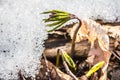 Flowering of wild saffron, crocus wild in early spring, germination of the first greenery from under snow, Ukraine Carpathians