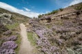 Flowering Wild thyme field