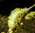 Flowering willow