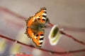 Flowering willow branch with bright butterfly Royalty Free Stock Photo