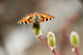 Flowering willow branch with bright butterfly Royalty Free Stock Photo