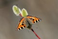 Flowering willow branch with bright butterfly Royalty Free Stock Photo