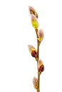 Flowering willow branch isolated on white background. Royalty Free Stock Photo