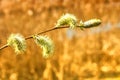 Flowering willow branch in the spring. Tree branch with buds in the sun rays. Spring landscape with blossoming leaves Royalty Free Stock Photo