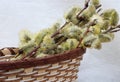 Flowering willow branches in a basket Royalty Free Stock Photo