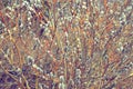 Flowering willow branches close up. Royalty Free Stock Photo