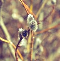 Flowering willow branches close up. Royalty Free Stock Photo