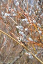 Flowering willow branches close up. Royalty Free Stock Photo