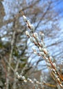 Flowering willow branches close up. Royalty Free Stock Photo