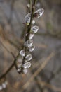 flowering willow branches with rain drops Royalty Free Stock Photo