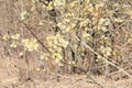 Flowering willow branches. Spring background Royalty Free Stock Photo