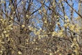 Flowering willow branches. Spring background Royalty Free Stock Photo