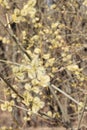Flowering willow branches. Spring beige background Royalty Free Stock Photo