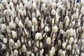 flowering willow close-up Royalty Free Stock Photo