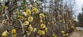 Salix acutifolia. The flowering of the willow sharpleaf.