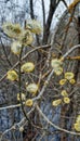 The yellow flowers of the sharp-leaved willow.