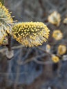 The flowering of the willow sharpleaf (Salix acutifolia).